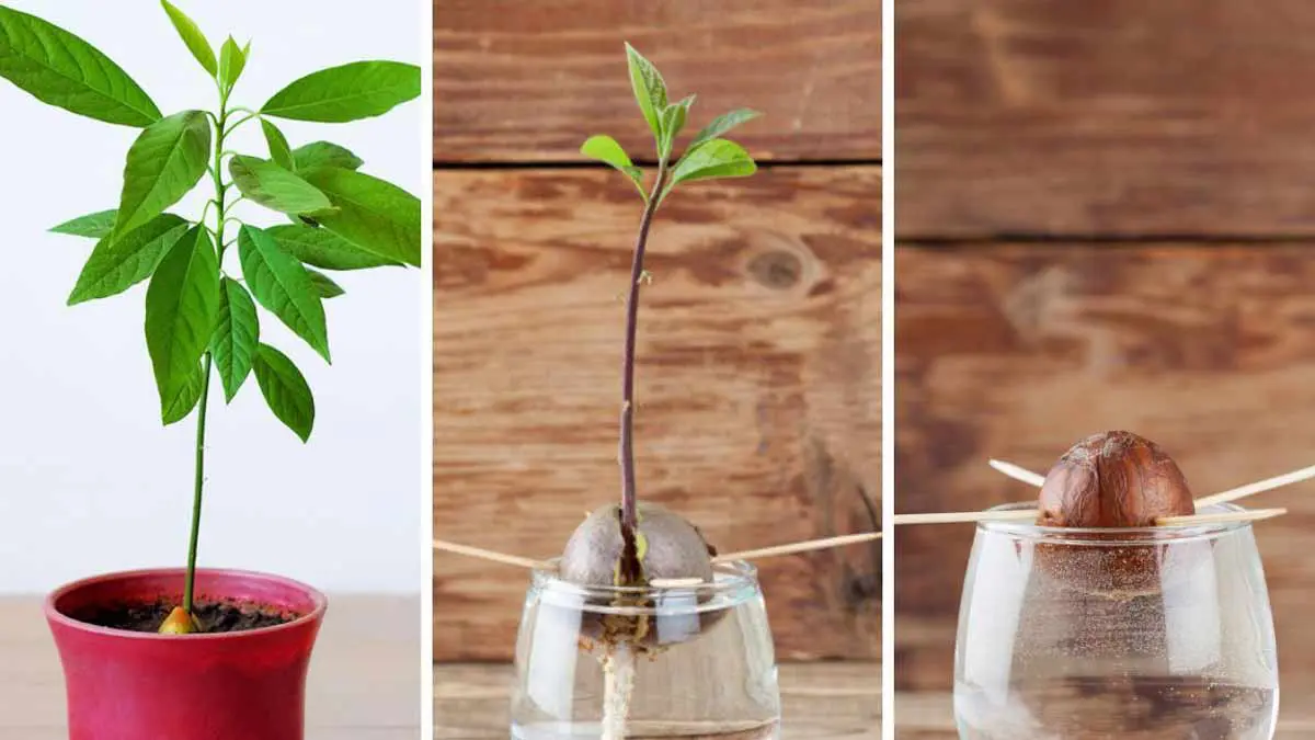 Stop spending money on avocados! Grow an avocado tree at home in just a ...